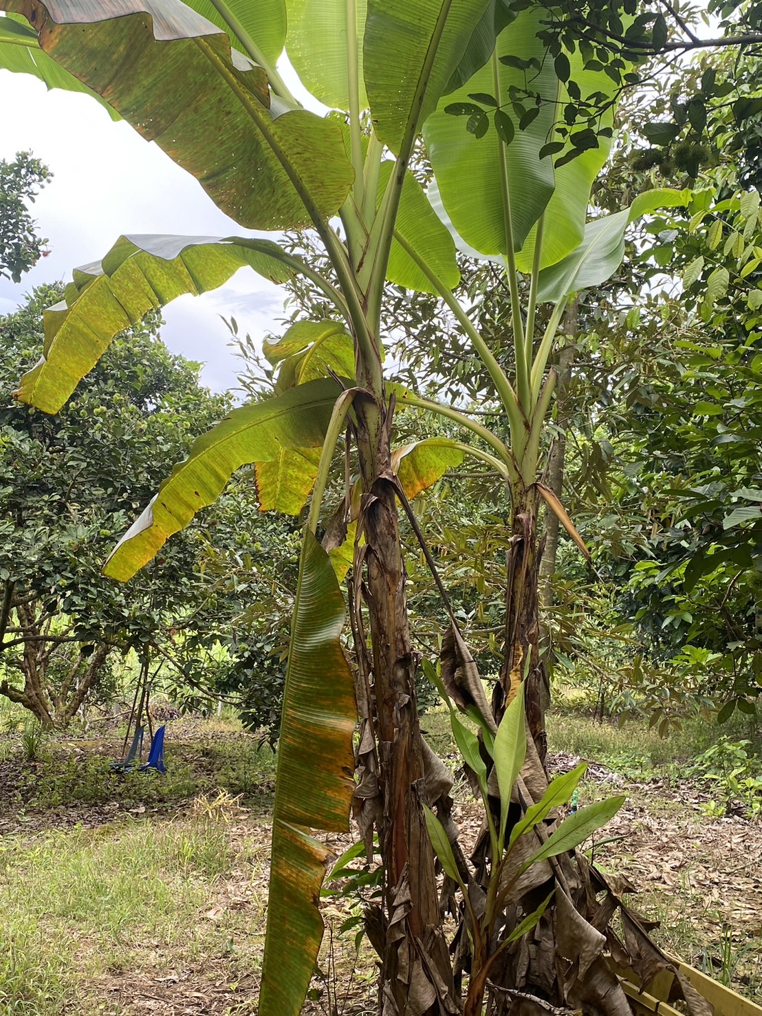 title - ผู้ตรวจราชการ ส.ป.ก. (เขต 15,16 และ 17) ประชุมตรวจติดตามความก้าวหน้าการดำเนินงานตามแผนงานตรวจราชการและลงพื้นที่โครงการที่เกี่ยวข้องในเขตปฏิรูปที่ดิน ประจําปีงบประมาณ 2568 รอบที่ 2 ณ ส.ป.ก.จังหวัดเชียงใหม่